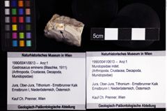 Foto (Objket + Etiketten) von Mundopsidae indet. 